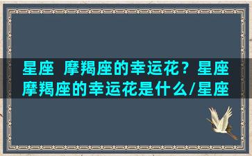 星座  摩羯座的幸运花？星座 摩羯座的幸运花是什么/星座  摩羯座的幸运花？星座 摩羯座的幸运花是什么-我的网站